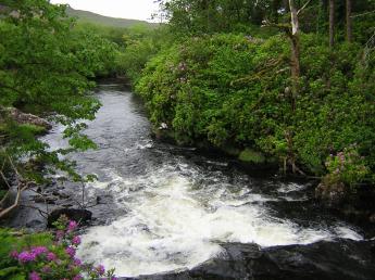 Wald von Connemara